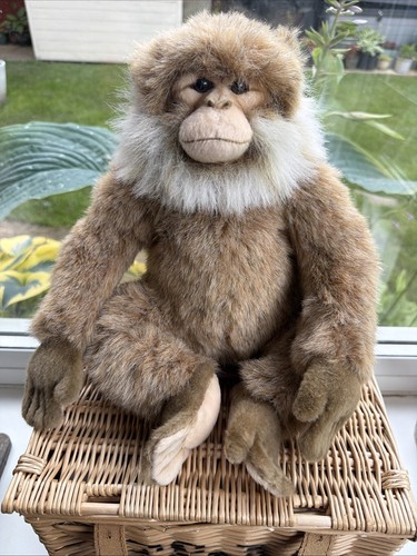 Hansa salem macaque monkey - hansa,