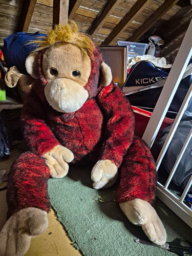 Schweetheart the orangutan - ty,